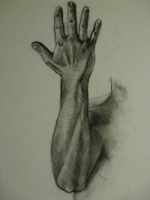 Hand and forearm study